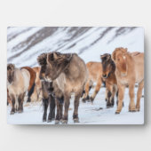 IJslandse paarden in de winterperiode nabij de Hof Fotoplaat (voorkant)