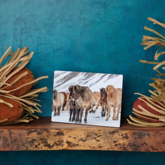 IJslandse paarden in de winterperiode nabij de Hof Fotoplaat (Zijkant)