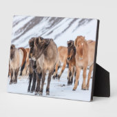 IJslandse paarden in de winterperiode nabij de Hof Fotoplaat (Zijkant)