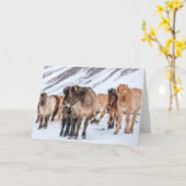 IJslandse paarden in de winterperiode nabij de Hof Kaart (Gele Bloem)