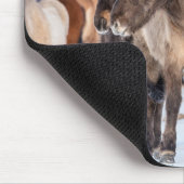 IJslandse paarden in de winterperiode nabij de Hof Muismat (Hoek)