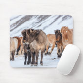 IJslandse paarden in de winterperiode nabij de Hof Muismat (Met muis)