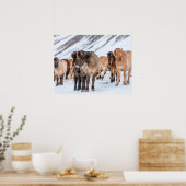 IJslandse paarden in de winterperiode nabij de Hof Poster (Keuken)