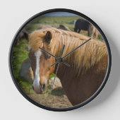 IJslandse paarden in het noordoosten van IJsland (Voorkant)