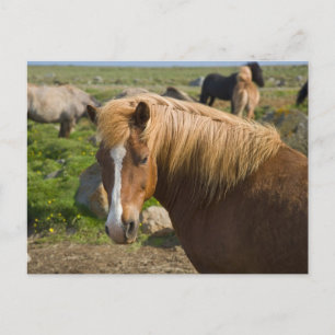 IJslandse paarden in het noordoosten van IJsland Briefkaart