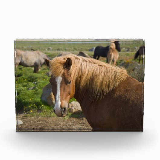 IJslandse paarden in het noordoosten van IJsland Fotoblokken (Voorkant)