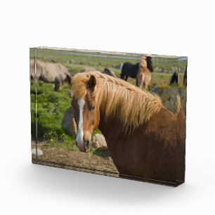 IJslandse paarden in het noordoosten van IJsland Fotoblokken