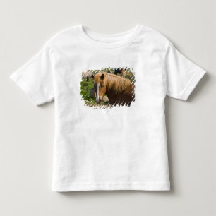 IJslandse paarden in het noordoosten van IJsland. Kinder Shirts