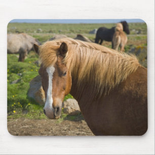 IJslandse paarden in het noordoosten van IJsland Muismat