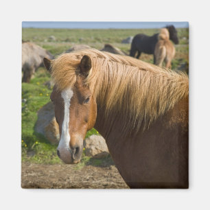 IJslandse paarden in Noordoost-IJsland Magneet
