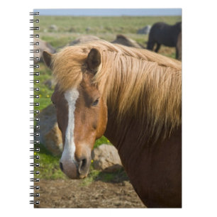 IJslandse paarden in Noordoost-IJsland Notitieboek
