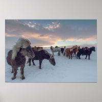 IJslandse paarden in sneeuw | IJslandse foto