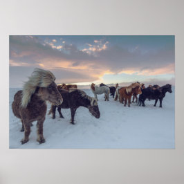 IJslandse paarden in sneeuw | IJslandse foto Poster