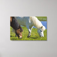 IJslandse paarden in westelijk IJsland.