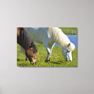 IJslandse paarden in westelijk IJsland. Canvas Afdruk