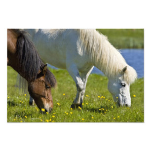 IJslandse paarden in westelijk IJsland. Foto Afdruk