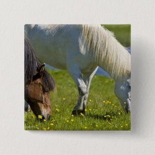 IJslandse paarden in westelijk IJsland. Vierkante Button 5,1 Cm