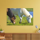 IJslandse paarden in western-IJsland. Canvas Afdruk (Insitu (Woonkamer))