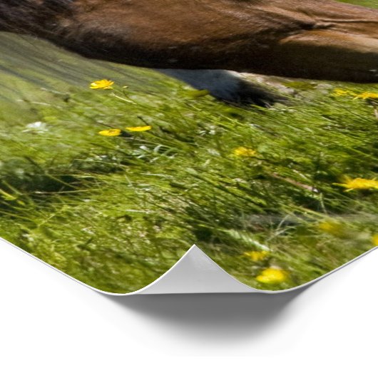 IJslandse paarden in western-IJsland. Poster (Hoek)