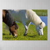 IJslandse paarden in western-IJsland. Poster (Voorkant)