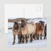 IJslandse paarden in Winter nabij Hofn, IJsland Briefkaart (Voorkant / Achterkant)