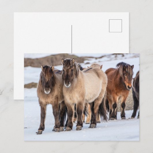 IJslandse paarden in Winter nabij Hofn, IJsland Briefkaart (Voorkant / Achterkant)