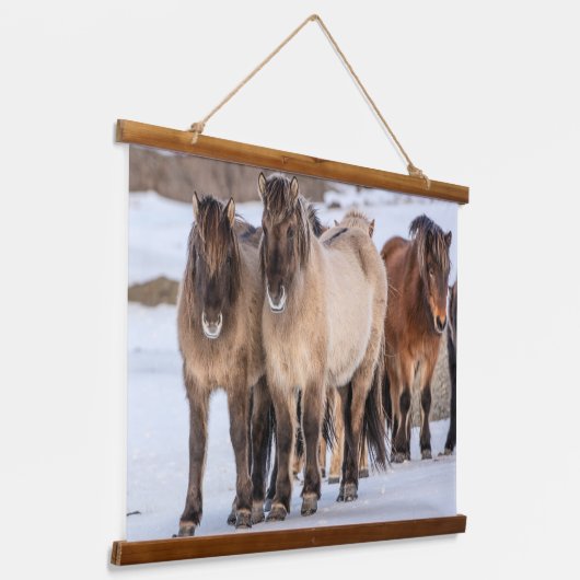 IJslandse paarden in Winter nabij Hofn, IJsland Hangend Wandkleed (Gebogen)