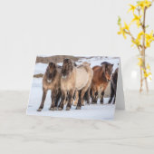 IJslandse paarden in Winter nabij Hofn, IJsland Kaart (Gele Bloem)