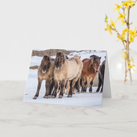 IJslandse paarden in Winter nabij Hofn, IJsland Kaart (Gele Bloem)
