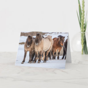 IJslandse paarden in Winter nabij Hofn, IJsland Kaart