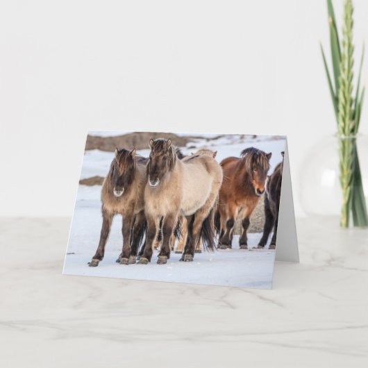 IJslandse paarden in Winter nabij Hofn, IJsland Kaart (Voorkant)
