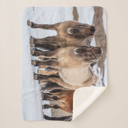 IJslandse paarden in Winter nabij Hofn, IJsland Sherpa Deken (Voorkant)