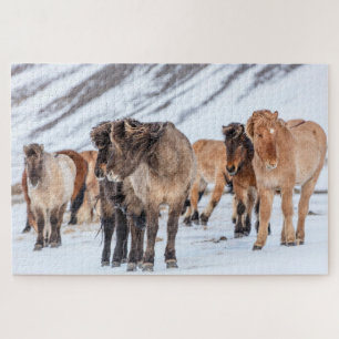 IJslandse paarden in winterweide bij Hofn Legpuzzel