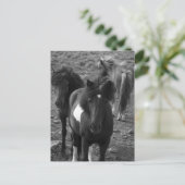 IJslandse paarden IV Briefkaart (Staand voorkant)