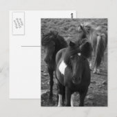 IJslandse paarden IV Briefkaart (Voorkant / Achterkant)