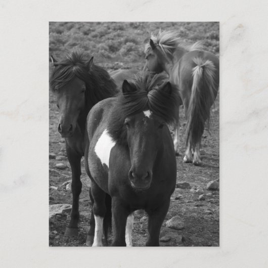 IJslandse paarden IV Briefkaart (Voorkant)