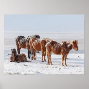 IJslandse paarden met sneeuw bedekt Poster