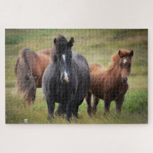 IJslandse paarden Natuur Landschap Animal Legpuzzel