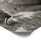 IJslandse paarden Poster (Hoek)