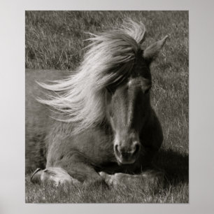 IJslandse paarden Poster
