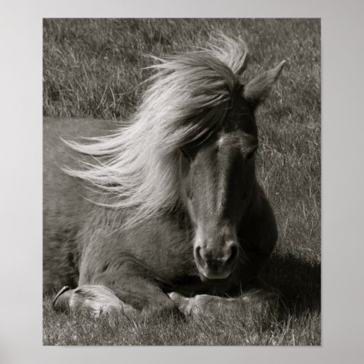 IJslandse paarden Poster (Voorkant)