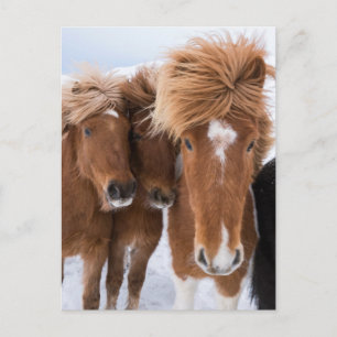 IJslandse paarden snuffelen, IJsland Briefkaart