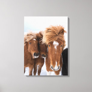 IJslandse paarden snuffelen, IJsland Canvas Afdruk
