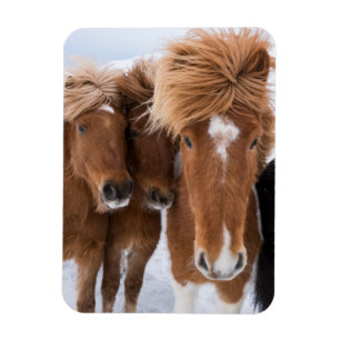 IJslandse paarden snuffelen, IJsland Magneet
