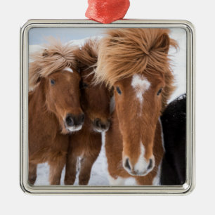 IJslandse paarden snuffelen, IJsland Metalen Ornament