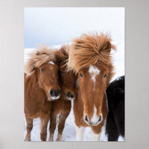 IJslandse paarden snuffelen, IJsland Poster