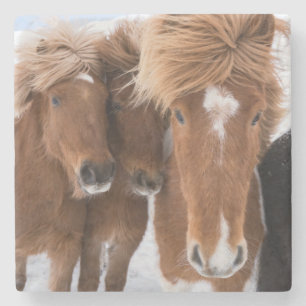 IJslandse paarden snuffelen, IJsland Stenen Onderzetter