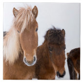 IJslandse paarden Tegeltje (Voorkant)