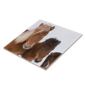 IJslandse paarden Tegeltje (Zijkant)
