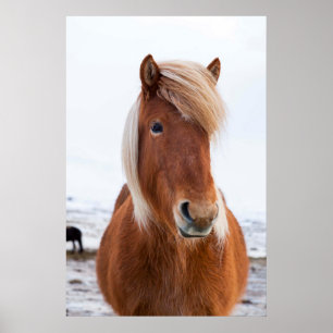 IJslandse paarden tijdens de winter 2 Poster